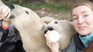 Polar bear cubs