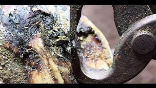 EXTRACTING a HUGE, RUSTY NAIL from COW's PAINFUL HOOF