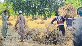 Wheat punjabi videos || gandum ki dasi video apna sohna punjab pakistan
