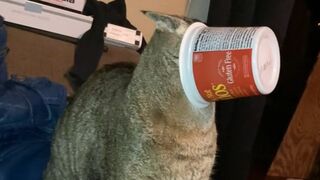 Funny Cat échoue _ Compilation de chats drôles - FailArmy
