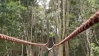The monkey printed with them