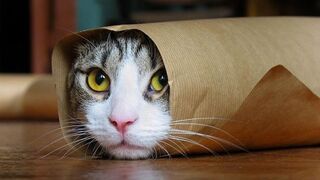 Compilation de chats drôles (la plus populaire) Partie 2