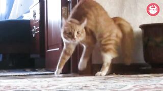 Adrenaline Cats _ Compilation de vidéos de chats drôles 2024