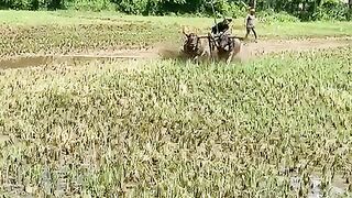 Buffalo race