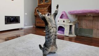 Chats les plus drôles ???? Créature la plus idiote sur Terre ???? Vidéos de chats drôles 2024