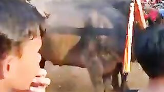 Animal games