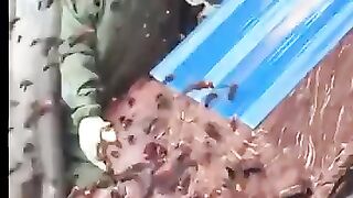 Asian giant hornet nest removal