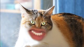 Miaou ????
