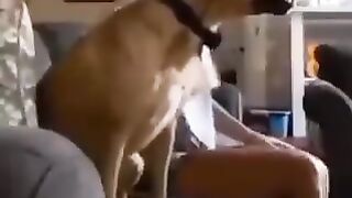 dog watching horror movie