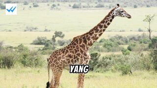 Giraffe animal facts: Tall and elegant