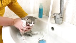 First bath for kitten Johnny and its loud meow