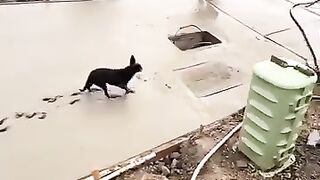 Dog video
