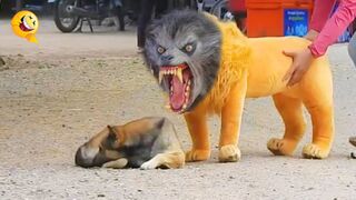 Troll-Prank-Dog-Funny-fake-Lion-and-Fake.