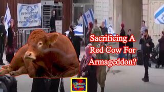 Sacrificing red cows: The Jewish prophecy to replace Al Aqsa