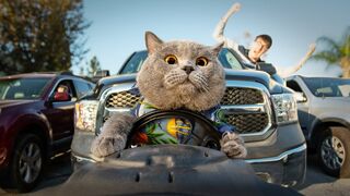 Le chat le plus obéissant du monde - Aaron's Animals