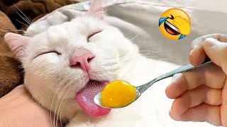 Nouveaux animaux drôles ???? Vidéos de chats et de chiens les plus drôles ????????