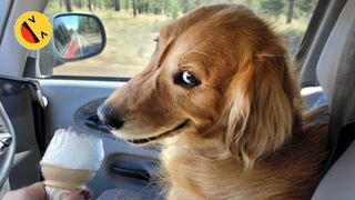 New-Funny-Animals-Funniest-Cats-and-Dogs