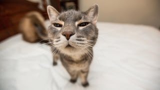 Compilation de chats drôles (la plus populaire) Partie 1