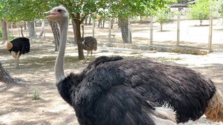 #ostrich wild bird