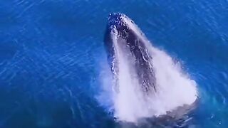 Whales and dolphins