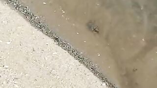 found puffy fish