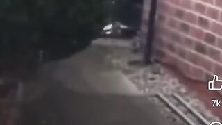 Dog bites through door UK XL Bully