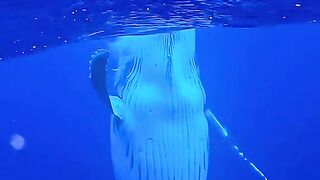 whales