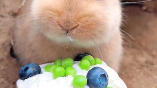Beautiful rabbit