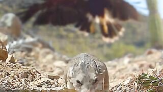 An amazing eagle and mouse chase