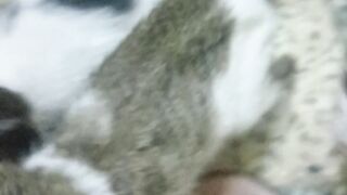 Cute little cat ????????