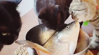 Cat and fish to funny videos
