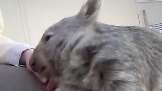 Wombat cuteness overload