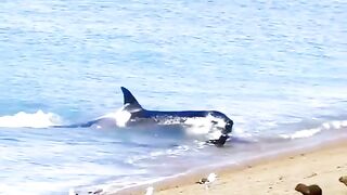 Orca whales
