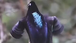 Black Sicklebill
