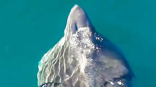 whale shark is the largest fish