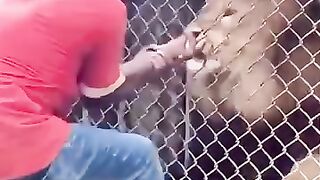 Loin attack on man