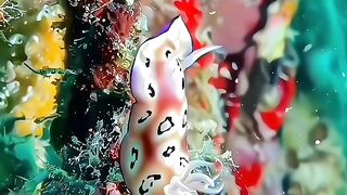 Ocean World: Amazing marine creatures