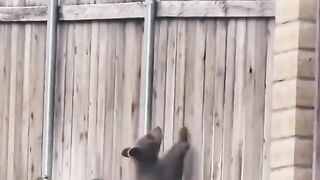 Mama bear and her babies