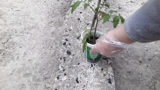 A new way of planting tomato seedlings in pots