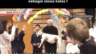 SDN Di prefektur Kagosima Menyambut Kambing Jadi Siswa