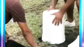 Koncone pekok tenan