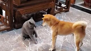 Dog and cat fait/dog