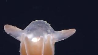 A rare and amazing octopus