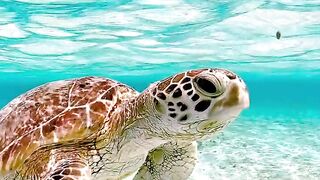 beautiful sea turtle