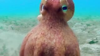 See how ocean spies helped an octopus escape a crisis