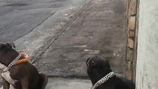 Pitbull are like king of all dogs