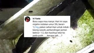 PEMULA Hindari melakukan pemijahan lele 1:2 atau pemijahan masal❗Jika tidak ingin hasilnya seperti ini