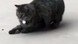 Real Tom and Jerry