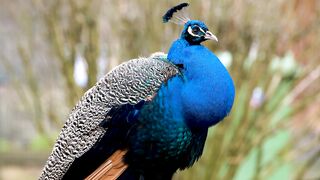 #beautiful peacock with blue feathers
