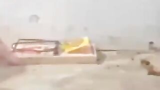 الفأر الذكي يفكرنا بطوم وجيري